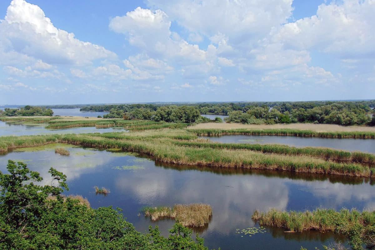 Кабани повернулися, є олені: хто живе у лісі на дні Каховського водосховища, - науковець