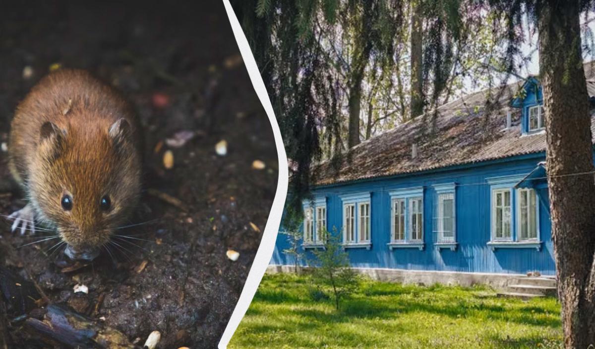 Чего очень сильно боятся крысы Чего очень сильно боятся крысы