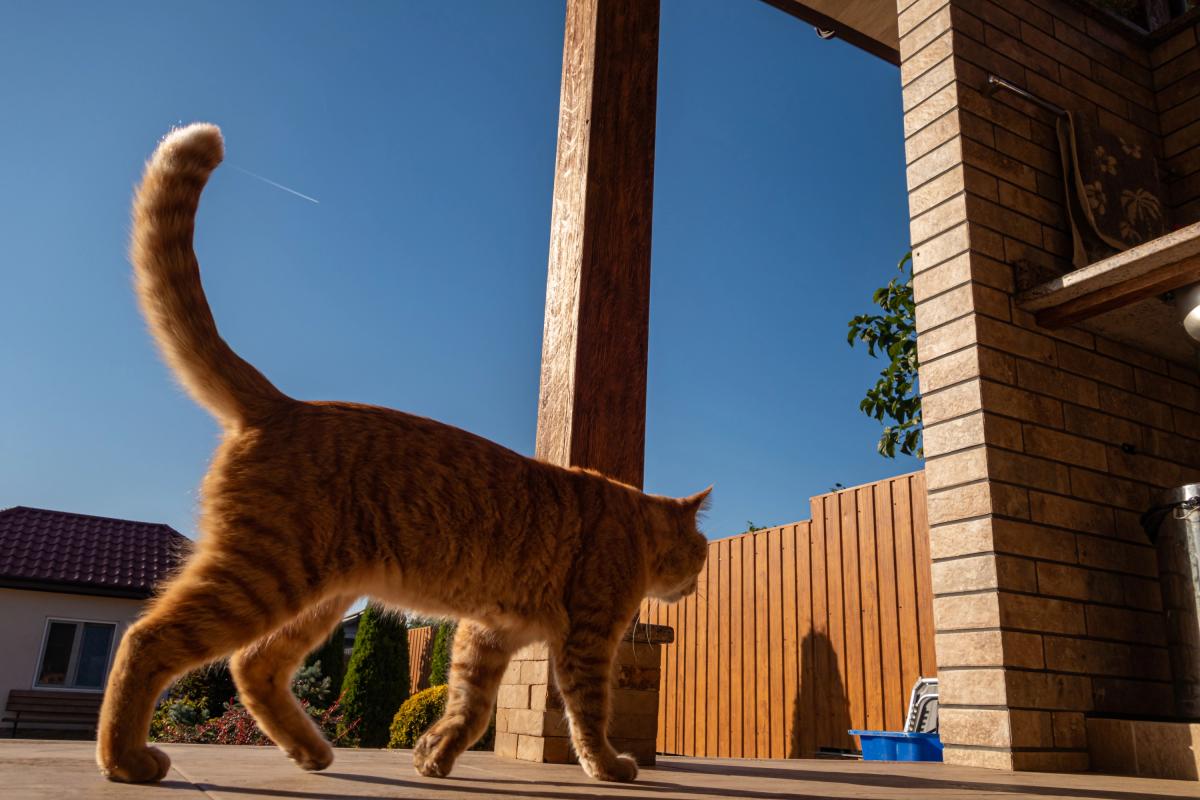 Кіт підходить із піднятим хвостом-гачком: що насправді означає цей жест