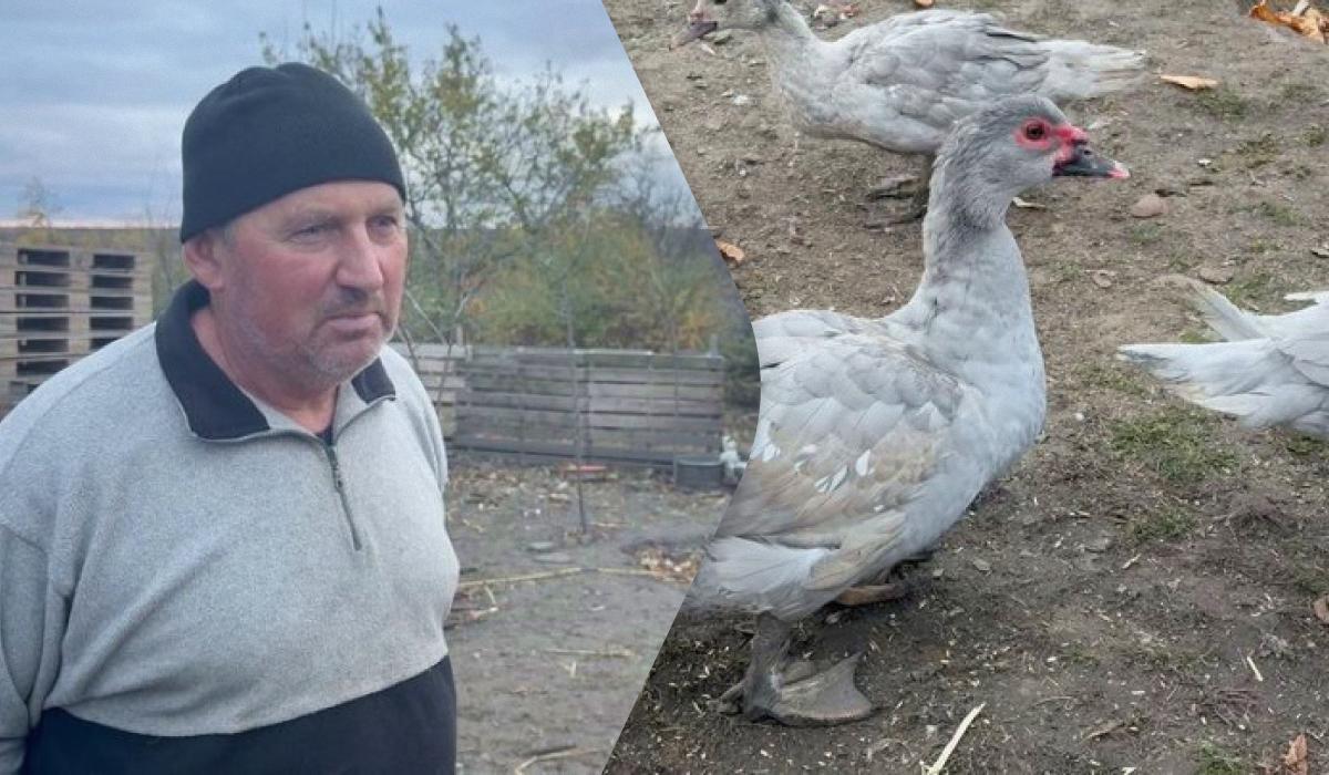 До 5 тисяч гривень за гусака: чоловік на Хмельниччині вирощує незвичайних птахів До 5 тисяч гривень за гусака: чоловік на Хмельниччині вирощує незвичайних птахів