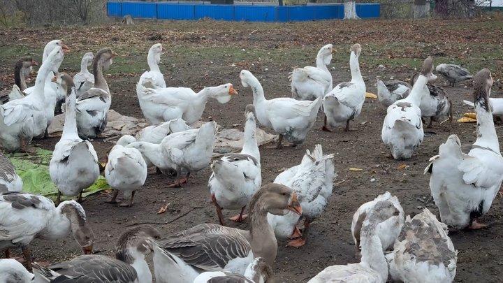 До 5 тисяч гривень за гусака: чоловік на Хмельниччині вирощує незвичайних птахів До 5 тисяч гривень за гусака: чоловік на Хмельниччині вирощує незвичайних птахів