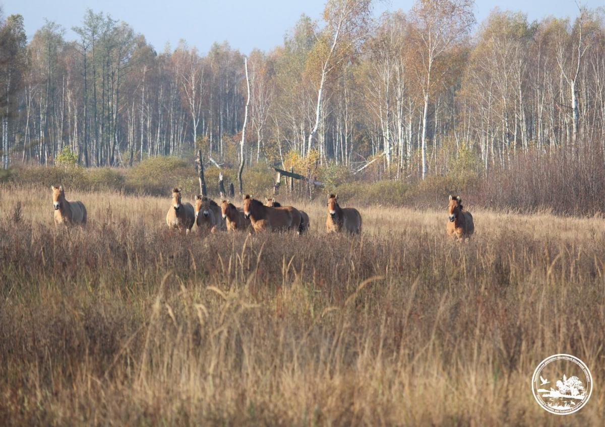Біля Чорнобиля помітили табун рідкісних коней (фото) Біля Чорнобиля помітили табун рідкісних коней (фото)