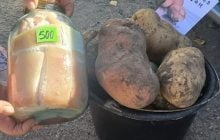 Бульба завбільшки з трилітрову банку: на Волині виростили велетенську картоплю