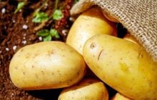 Бабушкин трюк, чтобы картошка не проросла до зимы: какие условия нужны этому овощу