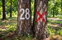 Побачили хрест чи числа на дереві – треба відійти подалі: навіщо їх малюють