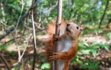 Новий тиждень у Києві розпочнеться з теплої погоди, по області - дощі