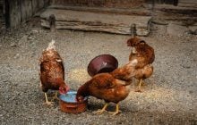 Кури клюють власні яйця: чого їм не вистачає і що додати до корму