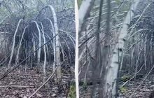 Природний тунель: у лісі на Київщині помітили незвичайну ділянку з березами (відео)