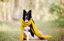 Температура у Києві впаде до +10°: названо найхолодніший день (графік)
