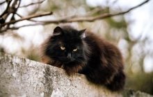 В Киев идет резкое похолодание: температура упадет сразу на 8 градусов (график)