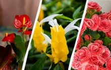 7 кімнатних рослин, які радують цвітінням цілий рік: назви з фото