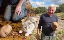 Розміром з кішку: на Чернігівщині викопали 2-кілограмову картоплину (відео)