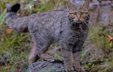 В Карпатах возле воды заметили молодого лесного кота (фото)