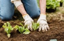 Ці 10 рослин висаджують саме в жовтні: зараз для них ідеальний час