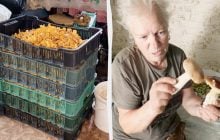 В селе на Черниговщине всего одна улица и 14 жителей: тут зарабатывают на лисичках