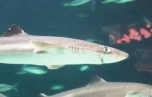 В Азовському морі фіксують акул: як російський екоцид змінює акваторію