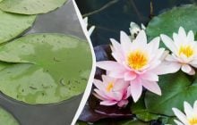 Учёные обнаружили новый вид гигантской кувшинки: как помогли социальные сети