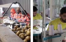 Кремлевская авантюра по привлечению иностранных трудовых мигрантов провалилась, - разведка