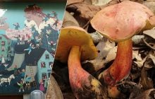 Странный гриб из семейства белых заставляет людей видеть крошечных эльфов вокруг себя