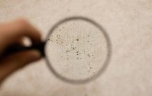 "Цифровий слиз": дослідники попередили про нову загрозу з боку ШІ