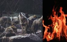 Вовки можуть використовувати вогонь для полювання на свою здобич, - вчені