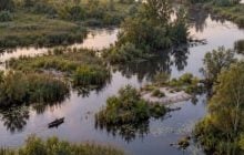 В Україні є місце, де можна заблукати серед річок: що приховує "волинська Амазонія"