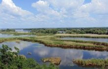 Кабани повернулися, є олені: хто живе у лісі на дні Каховського водосховища, - науковець