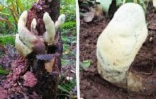 В Китае нашли гриб-гигант весом более 2 кг: это совершенно новый вид (фото)