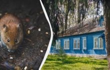 Простой трюк с салфеткой поможет избавиться от крыс и мышей: что нужно сделать