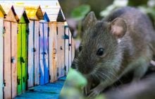 Как избавиться от мышей в гараже: 5 способов без применения химических средств
