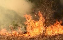 Лісові пожежі можуть поширитися на райони, де їх раніше ніколи не було, – прогноз