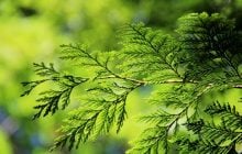 Почему не стоит сажать туи: какие растения лучше выбрать для живой изгороди