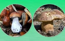 Кому нельзя есть маринованные грибы и как долго их можно хранить: объяснение диетолога