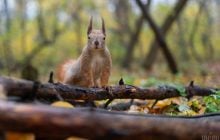 На початку тижня Київ розігріє до +16°