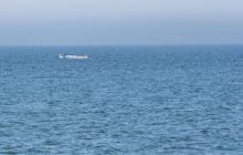 Риба з Тихого океану прижилася в Чорному морі: її ловлять дедалі частіше