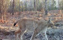 В Чернобыле заметили рысь: исследователи объяснили, почему осенью это большая редкость