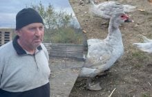 До 5 тисяч гривень за гусака: чоловік на Хмельниччині вирощує незвичайних птахів