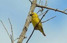 Птах-паразит навчився підробляти яйця інших видів, але дорого за це заплатив