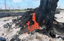 В Україні помітили унікальний гриб, який "любить" пожежі (фото)