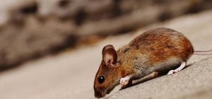 Это привлекает крыс осенью: что нельзя оставлять возле дома