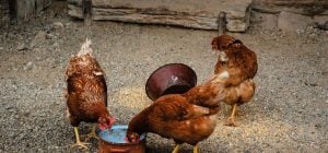 Куры клюют собственные яйца: чего им не хватает и что добавить в корм