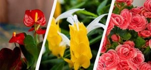 7 кімнатних рослин, які радують цвітінням цілий рік: назви з фото