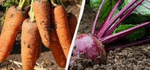 Какие овощи сеют под зиму: 9 культур, которые можно посадить в октябре
