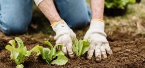 Ці 10 рослин висаджують саме в жовтні: зараз для них ідеальний час