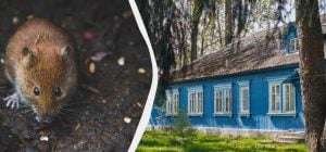Простий трюк із серветкою допоможе позбутися щурів і мишей: що потрібно зробити
