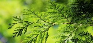 Почему не стоит сажать туи: какие растения лучше выбрать для живой изгороди
