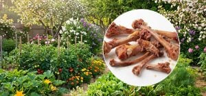Куриные кости не выбрасываю - отправляю в духовку: к лету сад пышнее, чем у соседей