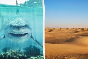 Учёные обнаружили кладбище акул посреди огромной пустыни