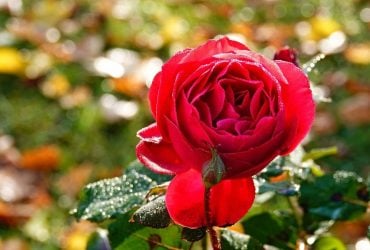 10 жовтня погода в Україні покращиться