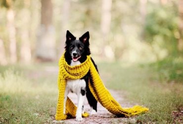 Температура у Києві впаде до +10°: названо найхолодніший день (графік)